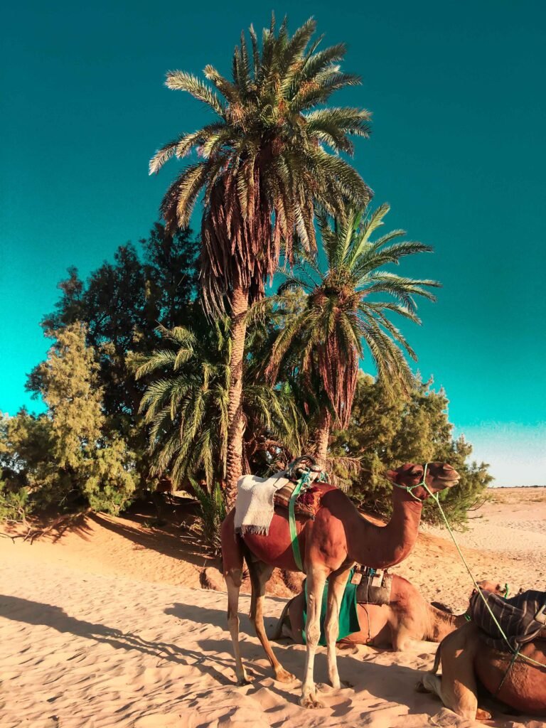 Dromadaire dans le désert marocain – balade touristique à Marrakech